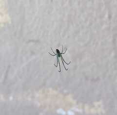 Tetragnathidae
