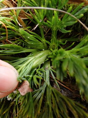Aciphylla dissecta
