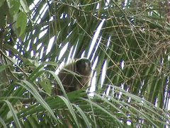 Callicebus nigrifrons