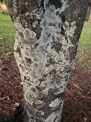 Cryptothecia striata