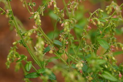 Gonocarpus tetragynus