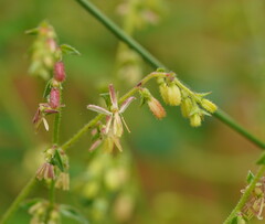 Gonocarpus tetragynus