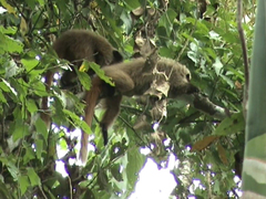 Callicebus nigrifrons