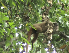 Callicebus nigrifrons