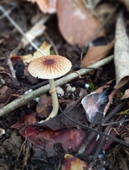 Lepiota castanea