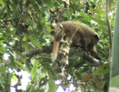 Callicebus nigrifrons