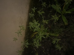 Eryngium foetidum