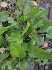 Rumex obtusifolius