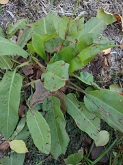 Rumex obtusifolius