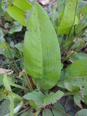Rumex obtusifolius