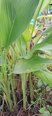 Curcuma longa