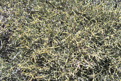 Ephedra chilensis