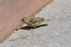 Passer domesticus