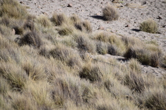 Festuca chrysophylla