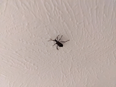 Leptoglossus clypealis