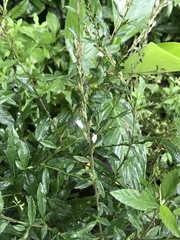 Ohwia caudata