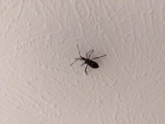 Leptoglossus clypealis