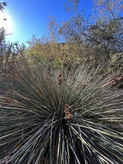 Juncus acutus leopoldii