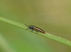 Eurispa vittata