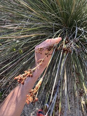 Juncus acutus leopoldii