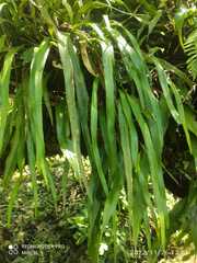 Polypodiaceae