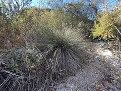 Juncus acutus leopoldii