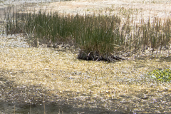 Schoenoplectus californicus