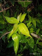 Thyrsanthella difformis