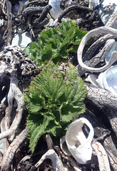 Urtica australis