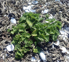 Urtica australis