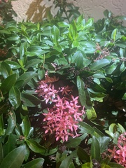 Ixora