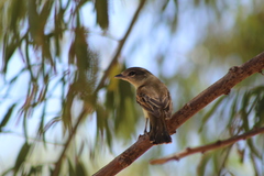 Pachyramphus polychopterus