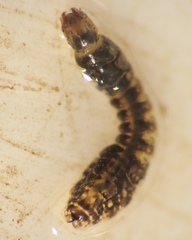 Simuliidae