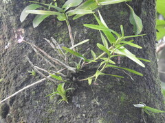 Dimerandra emarginata