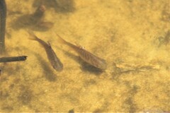 Prochilodus lineatus