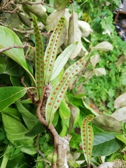 Microgramma lycopodioides