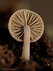 Simocybe