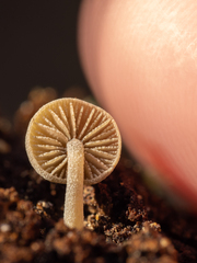 Simocybe