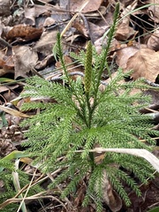 Dendrolycopodium dendroideum