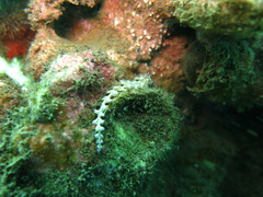 Pteraeolidia semperi