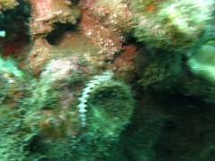 Pteraeolidia semperi