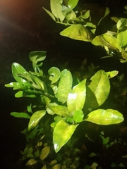 Citrus hystrix