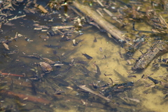 Prochilodus lineatus