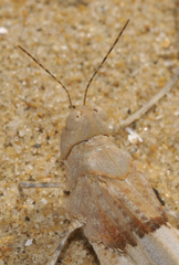 Sphingonotus lluciapomaresi