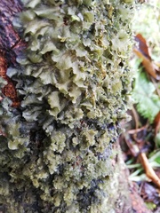 Melanohalea exasperatula