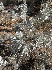 Eriodictyon tomentosum