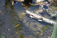Prochilodus lineatus