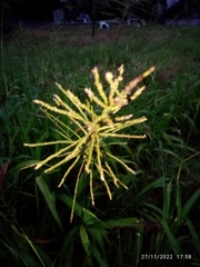 Paspalum paniculatum