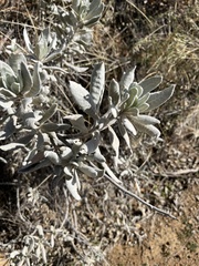 Eriodictyon tomentosum