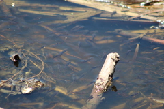 Prochilodus lineatus